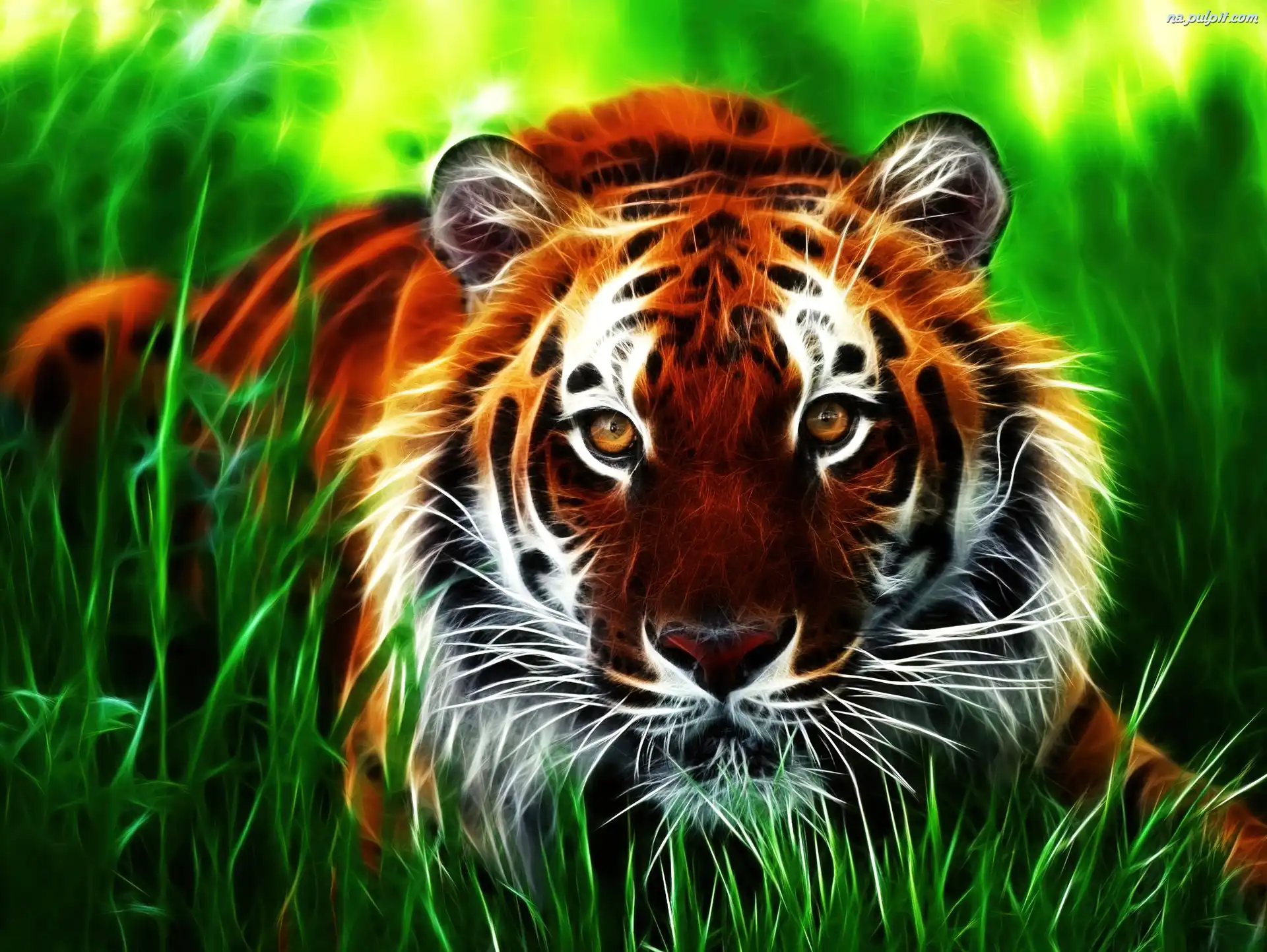 przyczajony-tygrys-1.jpeg
